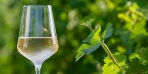 シノワ銀座店 ７月１７日（日・祝）開催！
優雅な白ワイン！ボルドー・ブラン！
～ボルドー・ブランの洗練された魅力！～
