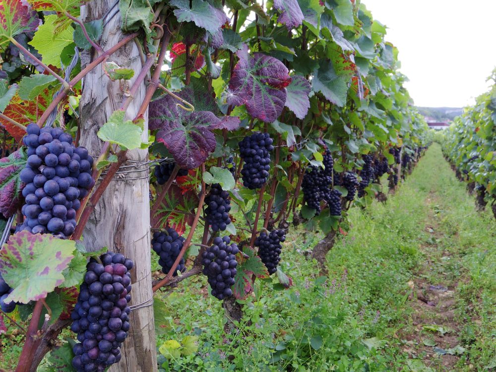 『ピノ・ノワールのEnsemble』〜春宵一刻を想い〜